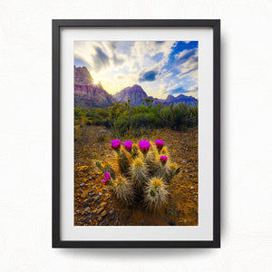 Arid Spring