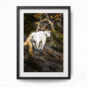 Mountain Climber