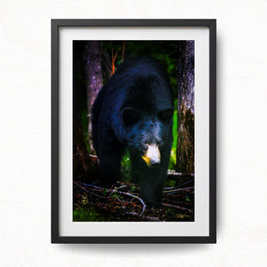 The Bear Necessities