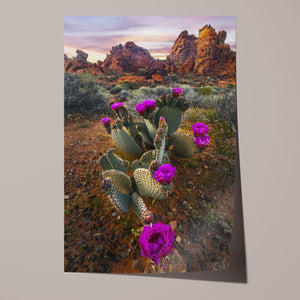 Desert Blumes