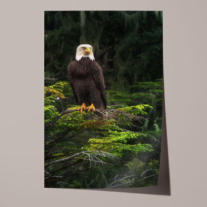 Stoic Unframed