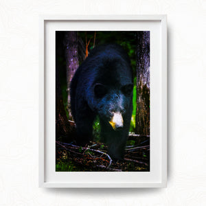The Bear Necessities