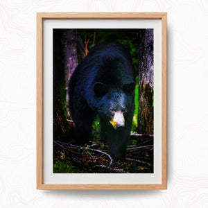 The Bear Necessities