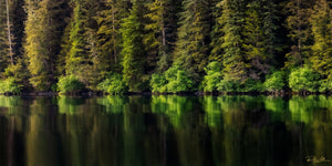 Coastal Pines