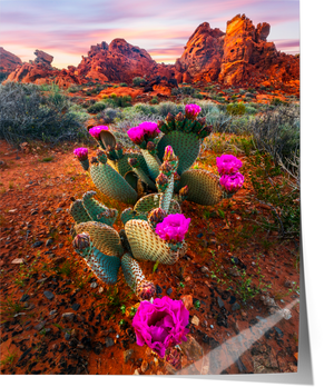 Desert Blumes - 8x10