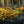 Floor of Gold