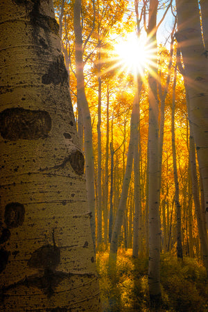 Golden Burst