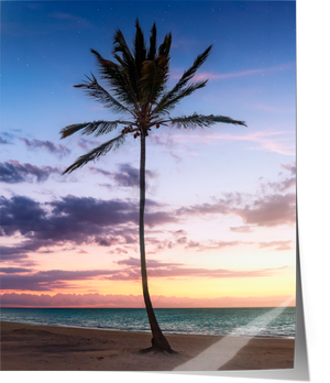 Lone Palm - 8x10