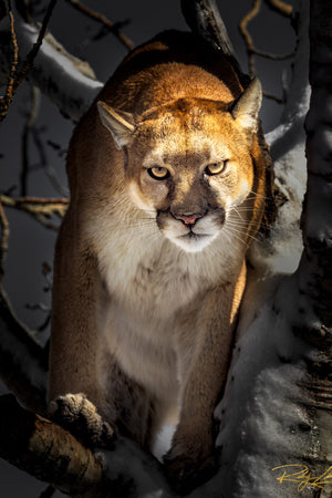 Silent Watcher