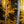 Starlit Aspens