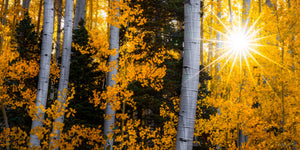 Starlit Aspens